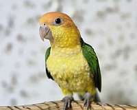 caique-for-sale-in-pensacola-fl