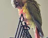 green-pineapple-bird-for-sale-in-hinesville-ga