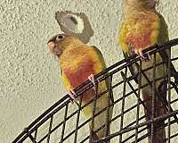 green-cheek-conure-for-sale