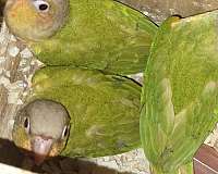 green-pineapple-green-cheek-conure-for-sale
