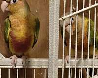 green-pineapple-bird-for-sale