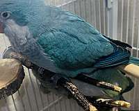 quaker-parrots-for-sale-in-tucson-az