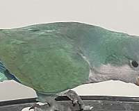 quaker-parrots-for-sale