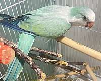 male-female-bird-for-sale-in-tucson-az