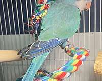 bird-for-sale-in-tucson-az