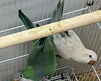 young-bird