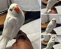 bird-parrot-for-sale-in-clermont-fl
