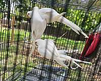 ringneck-parakeet-for-sale