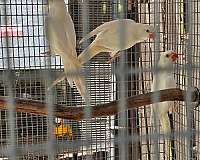 baby-bird