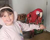 bird-for-sale-in-elreno-ok