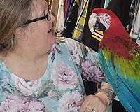 green-wing-macaw-for-sale-in-elreno-ok