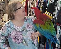young-bird-for-sale-in-elreno-ok