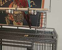 macaw-green-wing-macaw-for-sale-in-elreno-ok
