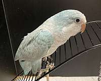 green-cheek-conure-for-sale
