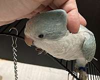 green-cheek-conure-for-sale-in-sedalia-mo