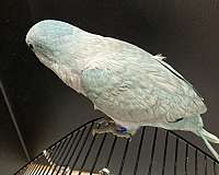 bird-for-sale-in-sedalia-mo
