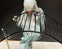 small-bird-for-sale