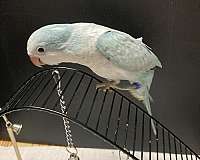 small-green-cheek-conure-for-sale
