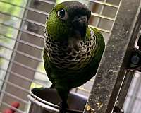 black-bird-for-sale-in-stafford-va