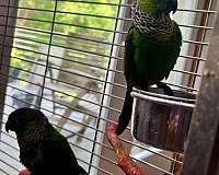 tame-conure-black-capped-conure-for-sale