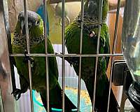 black-capped-conure-for-sale