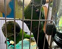baby-bird
