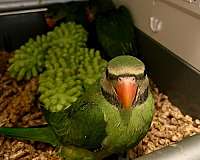 parakeet-ringneck-parakeet-for-sale-in-stafford-va