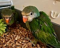 rare-parakeet-ringneck-parakeet-for-sale