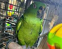 amazon-parrot-for-sale-in-stafford-va