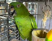 mature-bird-for-sale-in-stafford-va