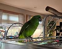 amazon-parrot-for-sale