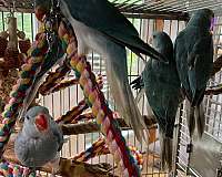 ringneck-parakeet-for-sale