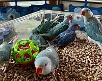 ringneck-parakeet-for-sale-in-stafford-va
