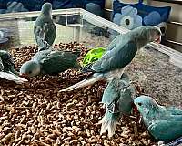 bird-for-sale-in-stafford-va