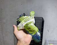 baby-bird