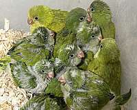 baby-quaker-parrots-for-sale