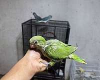 quaker-parrots-for-sale