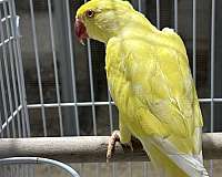 ringneck-parakeet-for-sale