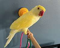 ringneck-parakeet-for-sale-in-stafford-va