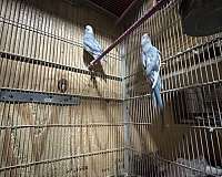 ringneck-parakeet-for-sale