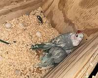 ringneck-parakeet-for-sale-in-stafford-va
