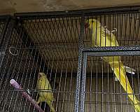 bird-for-sale-in-stafford-va