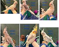 handfed-bird-for-sale-in-dundee-fl