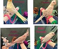 cockatiel-for-sale