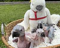 blue-gold-macaw-for-sale-in-longwood-fl