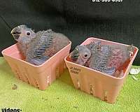 quaker-parrots-for-sale