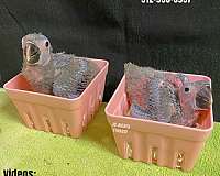 blue-white-quaker-parrots-for-sale
