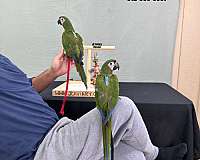 blue-white-quaker-parrots-for-sale
