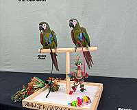 quaker-parrots-for-sale