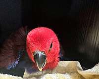 eclectus-parrots-for-sale
